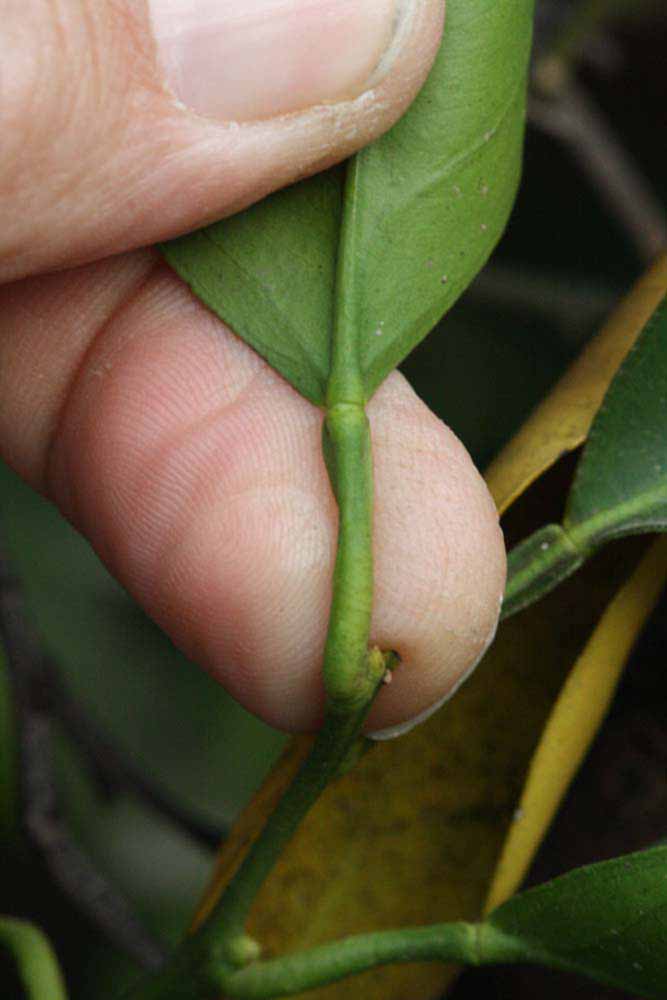              Petiole (Riverside, CA)       